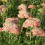 Cickafark (lazacszínű) 'Achillea millefolium 'Lachsschönheit'