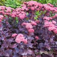 Bíborlevelű varjúháj Sedum hybride Purple Emperor évelő sziklakertbe, sötétlila leveleken halvány rózsaszín virágfejek tömegesen