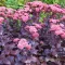 Bíborlevelű varjúháj Sedum hybride Purple Emperor évelő sziklakertbe, sötétlila leveleken halvány rózsaszín virágfejek tömegesen