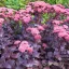 Bíborlevelű varjúháj Sedum hybride Purple Emperor évelő sziklakertbe, sötétlila leveleken halvány rózsaszín virágfejek tömegesen