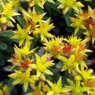 Aranysárga varjúháj Sedum floriferum Weihenstephaner Gold évelő sziklakertbe, csillagszerű sárga-narancs virágok sűrű zöld leveleken