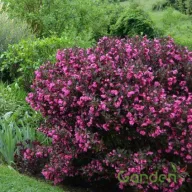 Rózsalonc 'Weigela florida 'Alexandra'