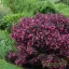 Rózsalonc 'Weigela florida 'Alexandra'