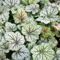 Tűzeső 'Heuchera 'Green Spice'