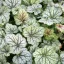 Tűzeső 'Heuchera 'Green Spice'