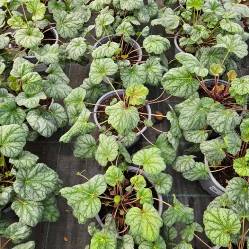 Tűzeső 'Heuchera 'Green Spice'