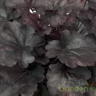Tűzeső 'Heuchera BABY BELLS 'Dark Desire'