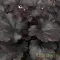 Tűzeső 'Heuchera BABY BELLS 'Dark Desire'