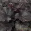 Tűzeső 'Heuchera BABY BELLS 'Dark Desire'