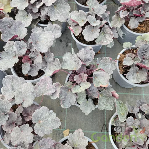 Tűzeső 'Heuchera BABY BELLS 'Dark Desire'