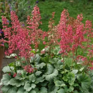 Tűzeső 'Heuchera 'Mint Marquess'