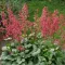 Tűzeső 'Heuchera 'Mint Marquess'