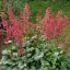 Tűzeső 'Heuchera 'Mint Marquess'