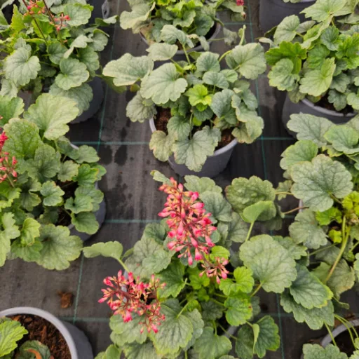 Tűzeső 'Heuchera 'Mint Marquess'