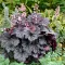 Tűzeső 'Heuchera 'Little Prince'