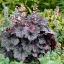 Tűzeső 'Heuchera 'Little Prince'