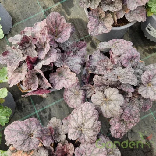 Tűzeső 'Heuchera 'Little Prince'