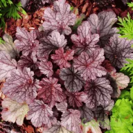 Tűzeső 'Heuchera 'Beautiful Dancer'