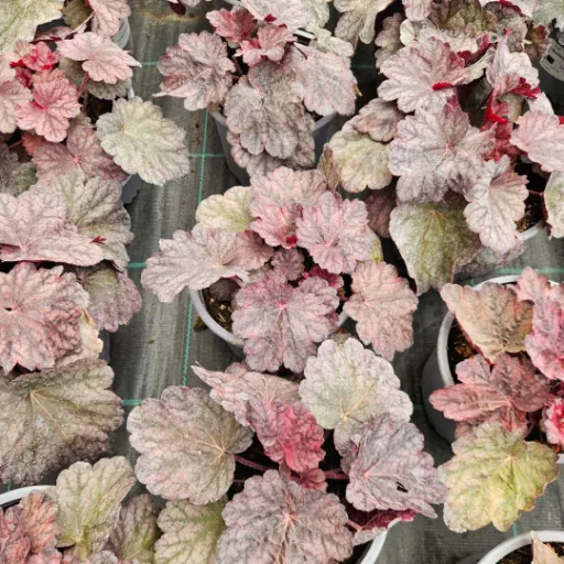 Tűzeső 'Heuchera 'Beautiful Dancer'
