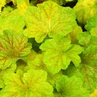 Tűzeső 'Heuchera 'Electra'