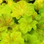 Tűzeső 'Heuchera 'Electra'