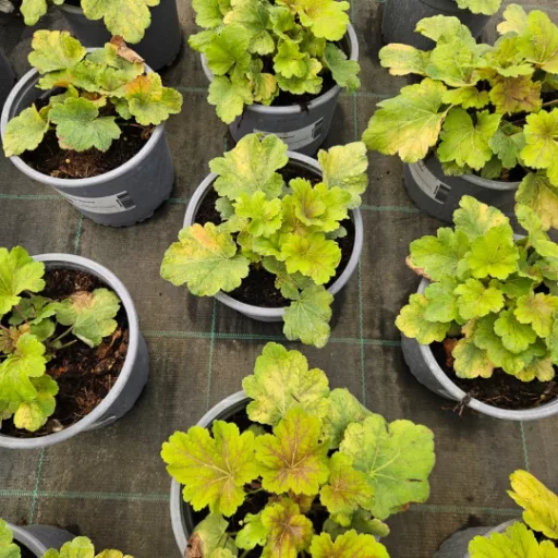 Tűzeső 'Heuchera 'Electra'