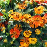   Őszi napfényvirág 'Helenium 'Helias Orange'