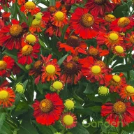   Őszi napfényvirág 'Helenium 'Helias Fire Red'