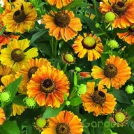   Őszi napfényvirág 'Helenium 'Helias Bronce'