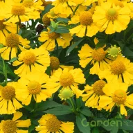 Őszi napfényvirág 'Helenium 'Helias Lemon'