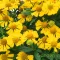 Őszi napfényvirág 'Helenium 'Helias Lemon'