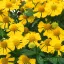 Őszi napfényvirág 'Helenium 'Helias Lemon'