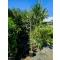 Olajfa 'Olea Europea 'Grignan'