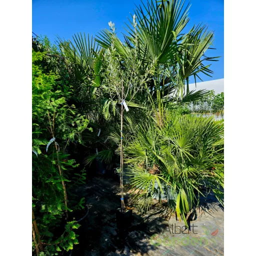 Olajfa 'Olea Europea 'Leccino'