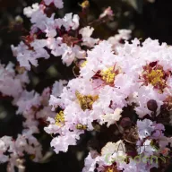   Kínai selyemmirtusz 'Lagerstroemia BLACK DIAMOND Blush'