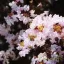 Kínai selyemmirtusz 'Lagerstroemia BLACK DIAMOND Blush'