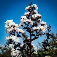  Kínai selyemmirtusz 'Lagerstroemia BLACK DIAMOND Pure White'