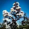 Kínai selyemmirtusz 'Lagerstroemia BLACK DIAMOND Pure White'
