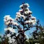 Kínai selyemmirtusz 'Lagerstroemia BLACK DIAMOND Pure White'