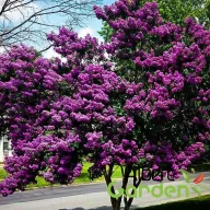   Kínai selyemmirtusz 'Lagerstroemia Indica BLACK DIAMOND Purely Purple’
