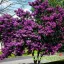 Kínai selyemmirtusz 'Lagerstroemia Indica BLACK DIAMOND Purely Purple’
