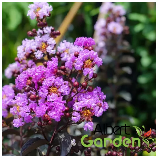 Kínai selyemmirtusz 'Lagerstroemia Indica BLACK DIAMOND Purely Purple’