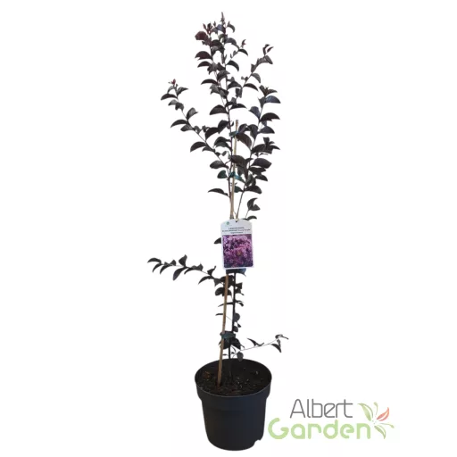 Kínai selyemmirtusz 'Lagerstroemia Indica BLACK DIAMOND Purely Purple’