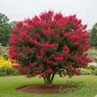 Kínai selyemmirtusz 'Lagerstroemia Delta Flame'