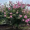 Kínai selyemmirtusz  'Lagerstroemia indica x fauriei 'Lipan'