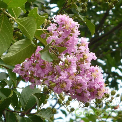Kínai selyemmirtusz  'Lagerstroemia indica x fauriei 'Lipan'