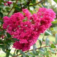  Kínai selyemmirtusz 'Lagerstroemia indica x fauriei 'Miami'