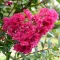 Kínai selyemmirtusz 'Lagerstroemia indica x fauriei 'Miami'