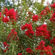   Kínai selyemmirtusz 'Lagerstroemia indica 'Miss Frances'