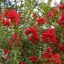 Kínai selyemmirtusz 'Lagerstroemia indica 'Miss Frances'